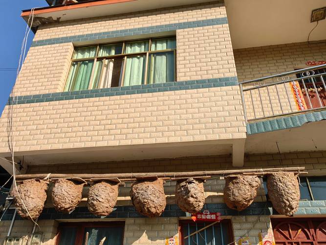 马蜂养殖技术光盘怎么学？-图3