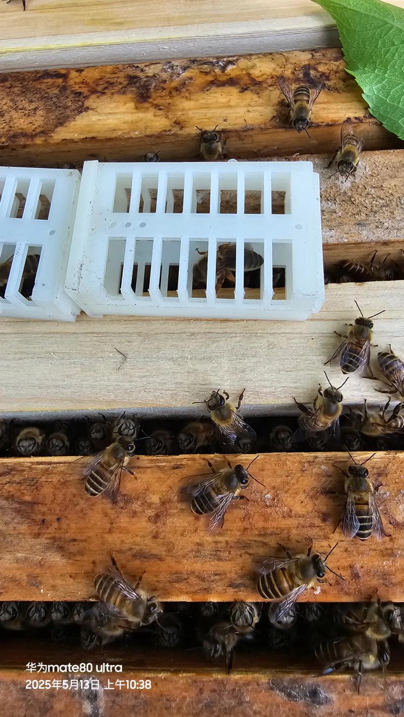 马蜂养殖技术光盘怎么学？-图2