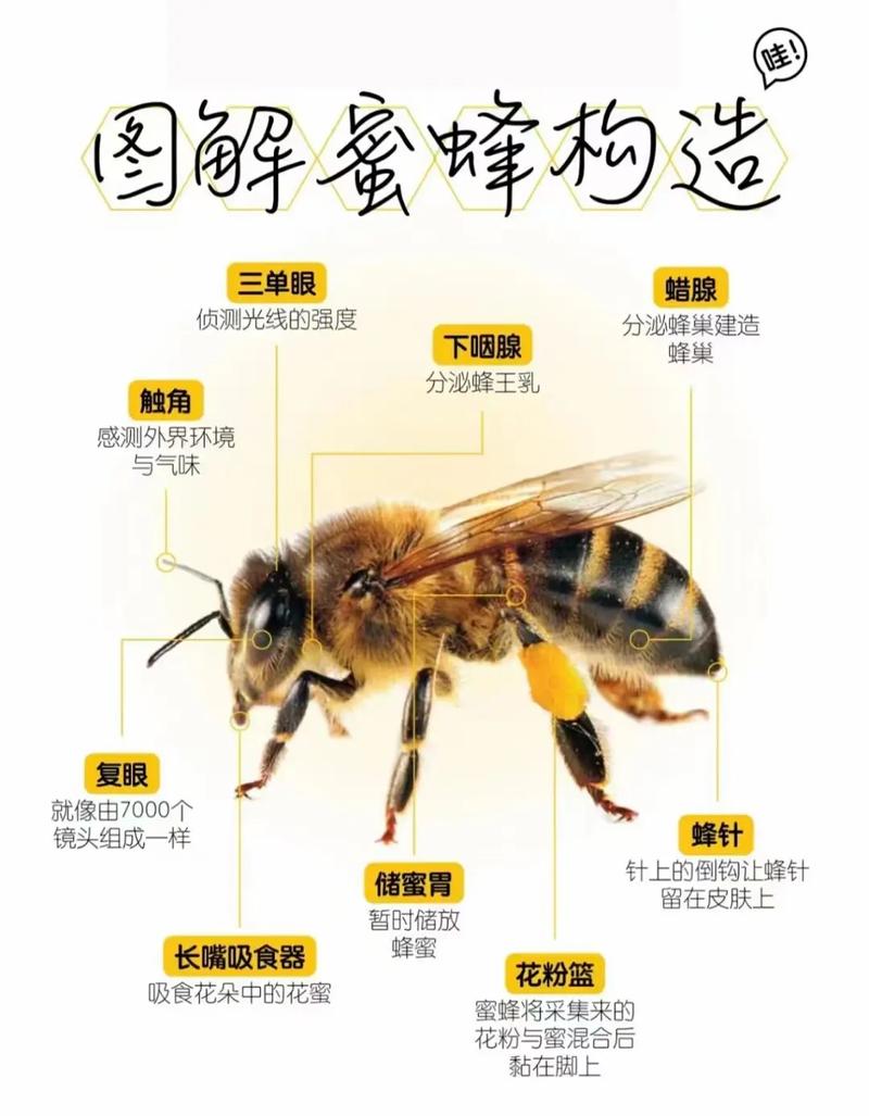 马蜂养殖技术光盘怎么学？-图1