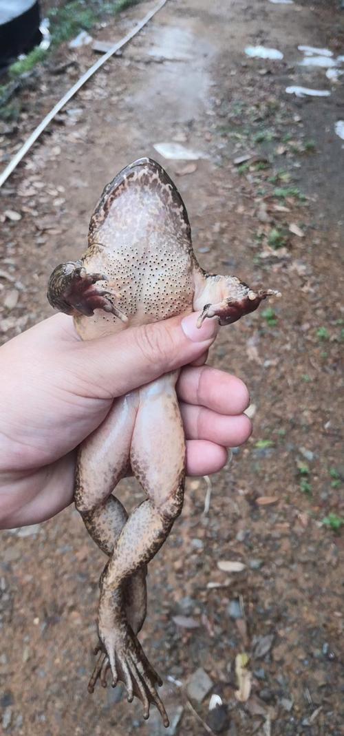 生态石蛙养殖技术视频怎么学？-图2