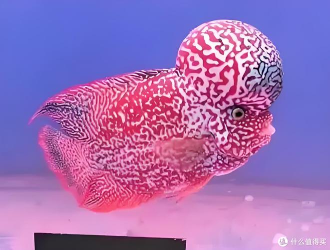 罗汉鱼哪个品种寿命最长？-图2