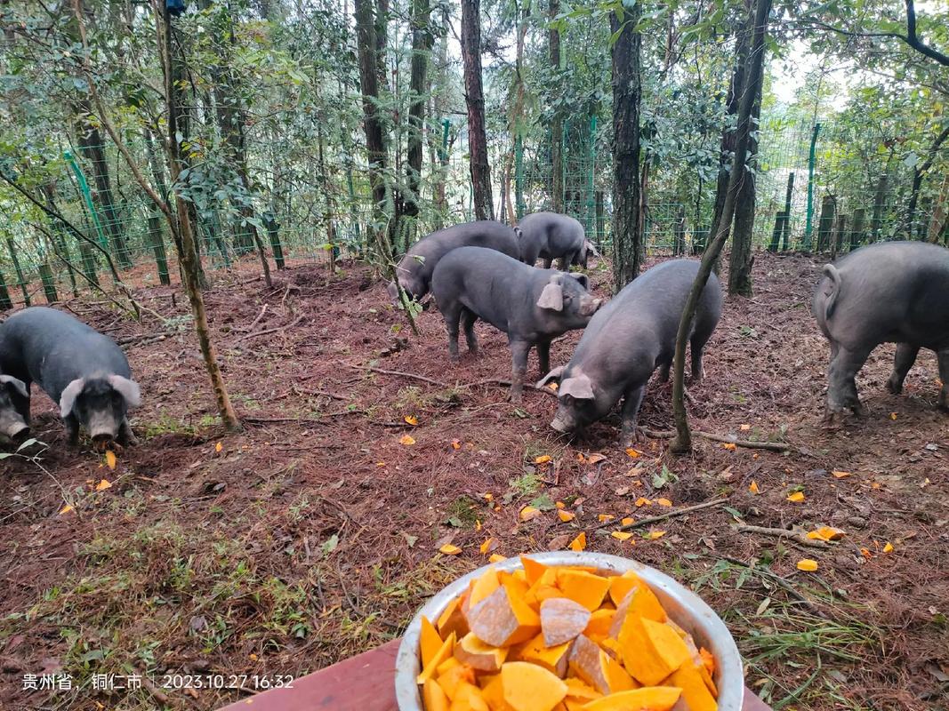 散养黑猪养殖技术视频有哪些要点？-图2