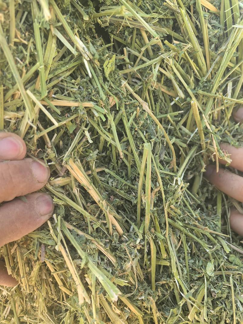 喂牛羊的草种到底有多少品种？-图1