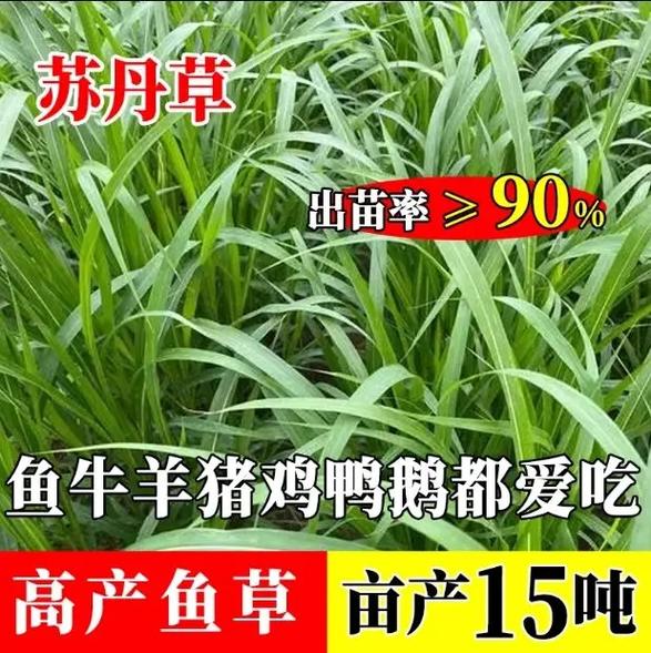 喂牛羊的草种到底有多少品种？-图2