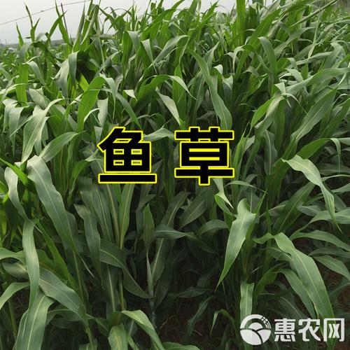 喂牛羊的草种到底有多少品种？-图3