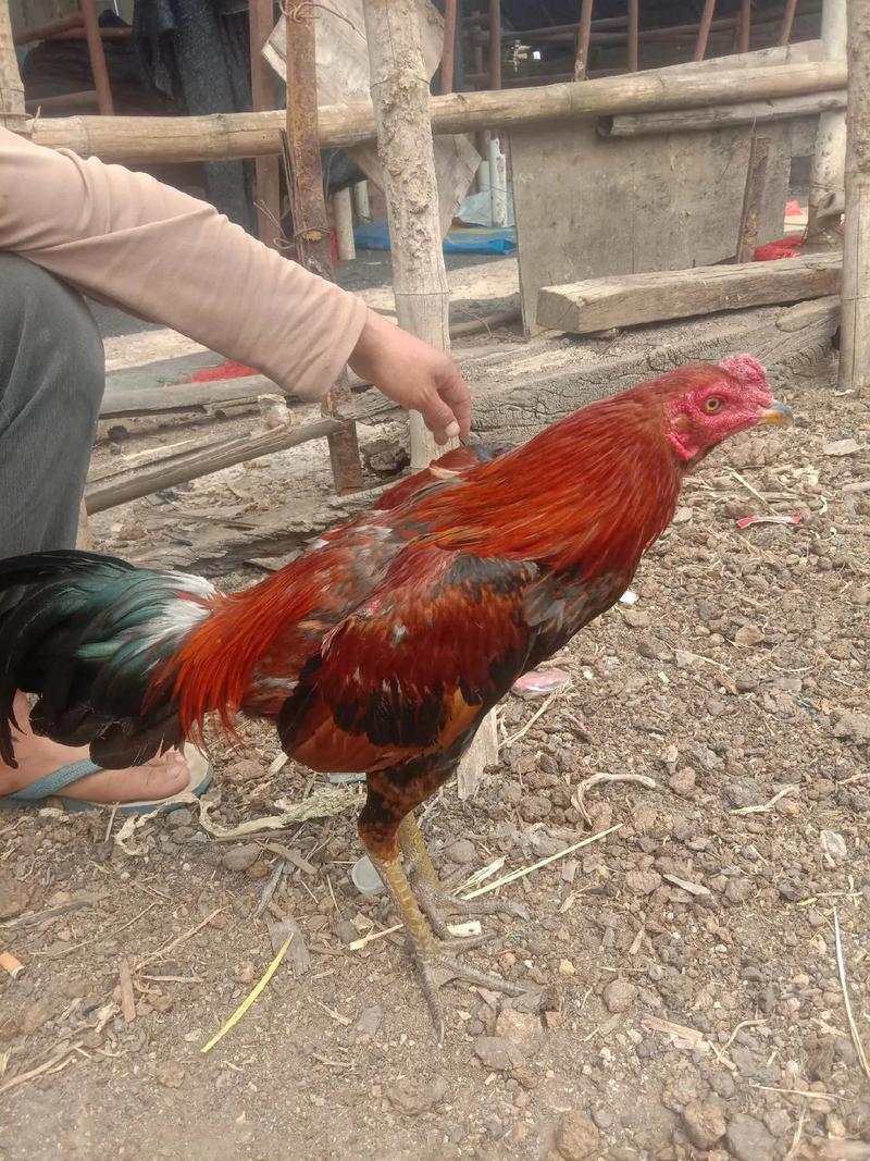 斗鸡人工取精技术视频怎么做？-图3