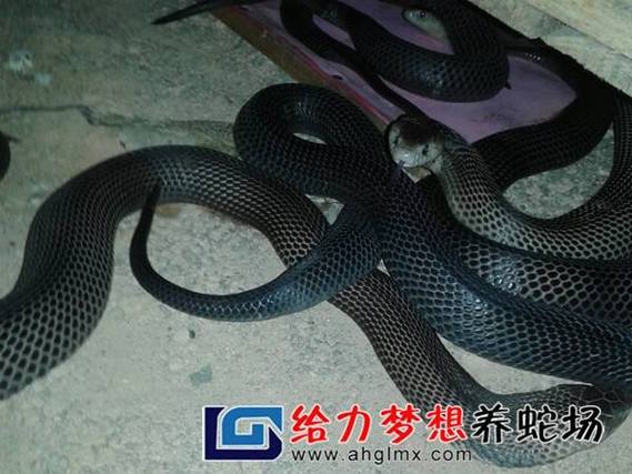 黑色水律蛇是何种稀有蛇类？-图2