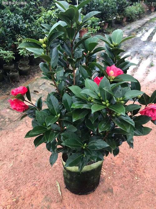 早开花茶花品种有哪些？-图3