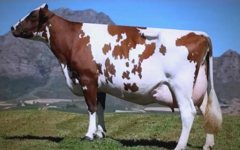 奶牛品种差异影响产奶量吗？-图2