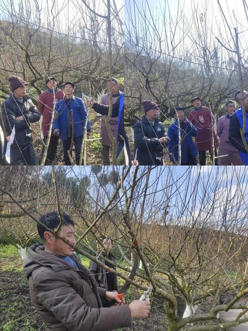 李子树修剪怎么剪才对？-图1