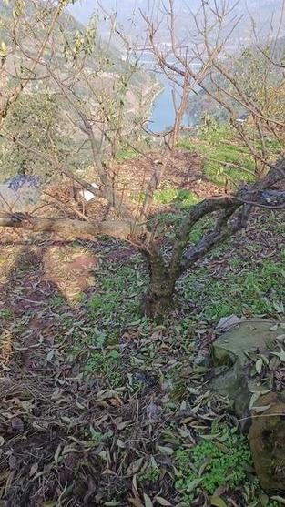 李子树修剪怎么剪才对？-图3