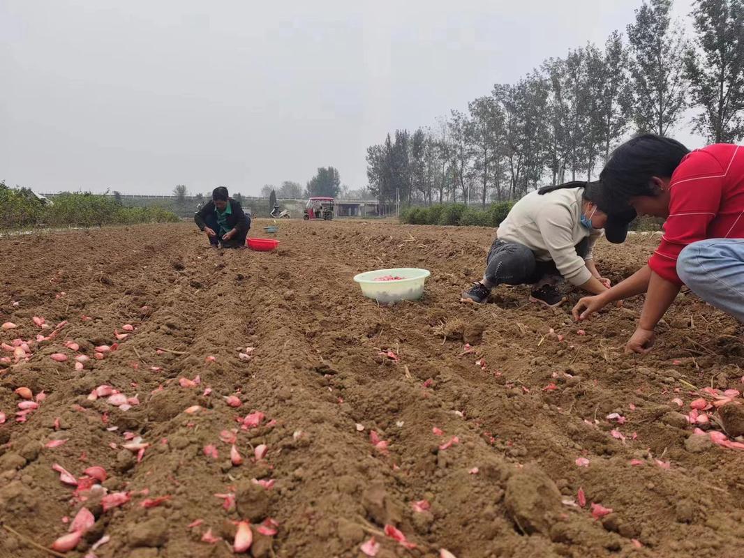 秋播大蒜如何高效栽培？-图2