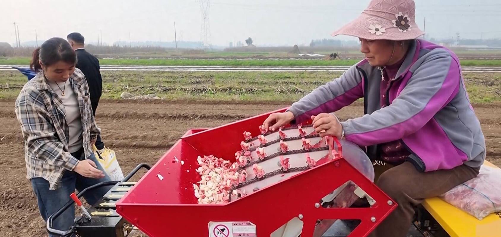 秋播大蒜如何高效栽培？-图1