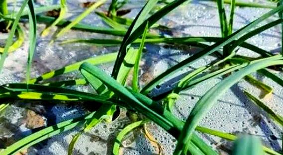 秋播大蒜如何高效栽培？-图3