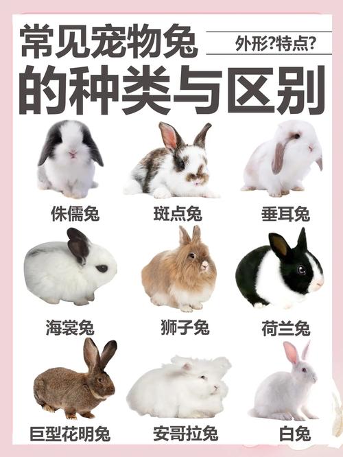 养什么品种兔子能赚钱？-图3