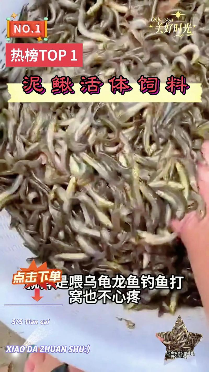 泥鳅价格多少钱一斤？最新行情如何？-图1