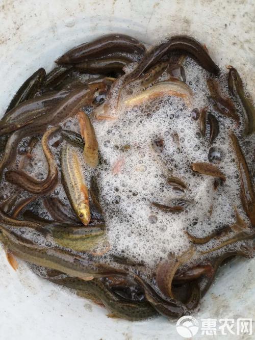 泥鳅价格多少钱一斤？最新行情如何？-图2
