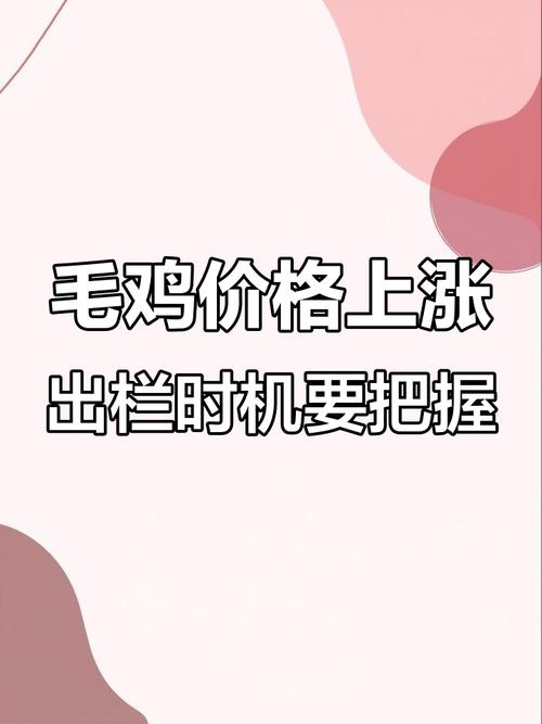 今日山东817毛鸡价格是涨还是跌？-图2
