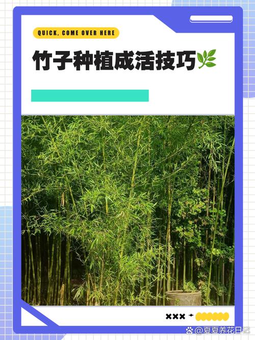 福建毛竹栽培技术视频有哪些要点？-图1