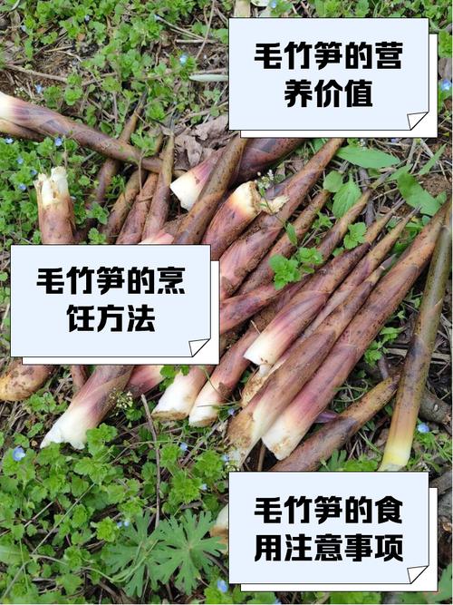 福建毛竹栽培技术视频有哪些要点？-图2