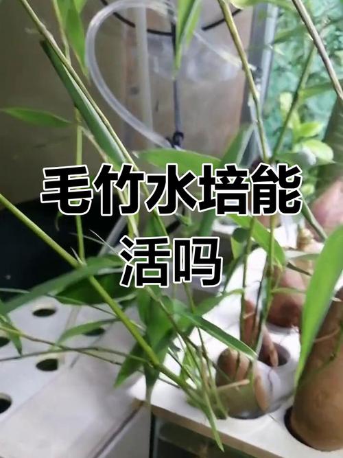 福建毛竹栽培技术视频有哪些要点？-图3