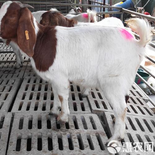 波尔山羊价格多少钱一斤？-图3