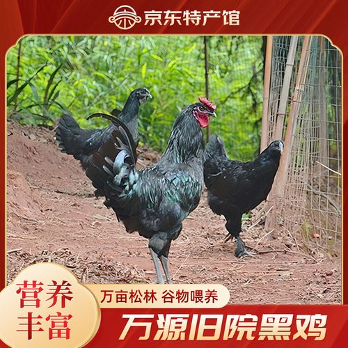 四川土鸡品种有哪些？-图3