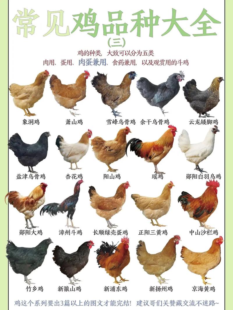 四川土鸡品种有哪些？-图1