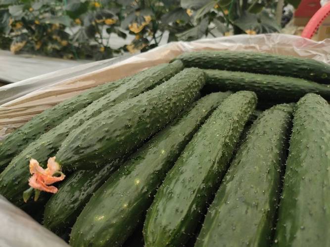 大棚黄瓜品种怎么选？这10种好在哪？-图3