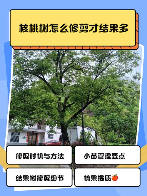 夏季核桃树修剪有何技术要点？-图1