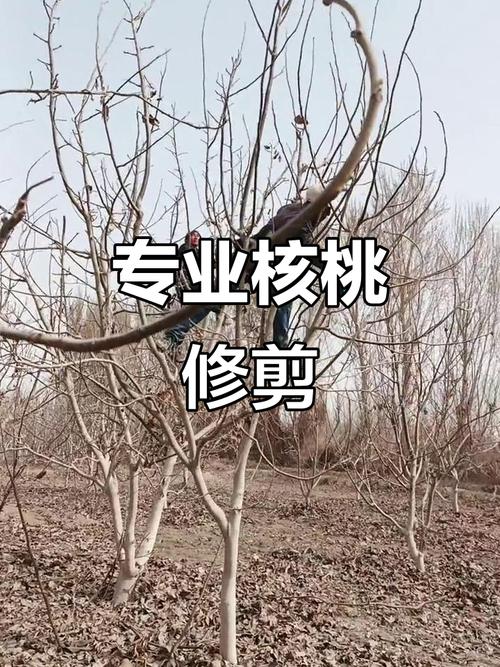 夏季核桃树修剪有何技术要点？-图3