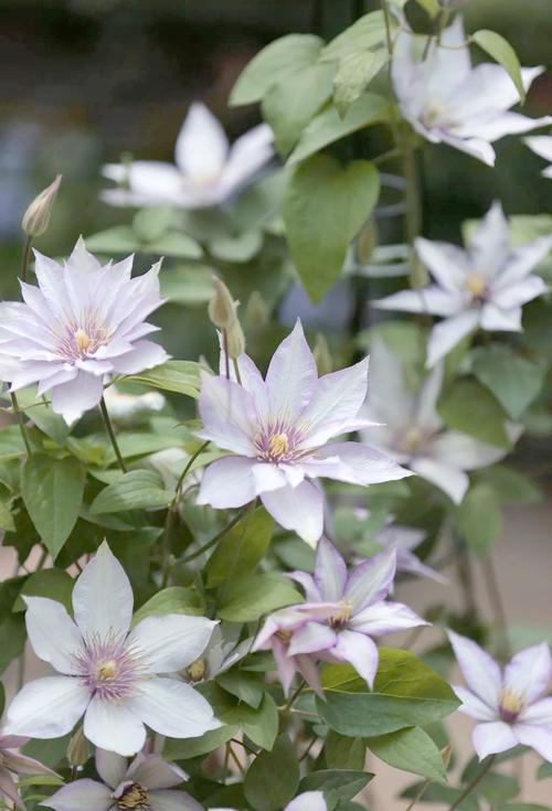 铁线莲最好养品种是哪些？-图2