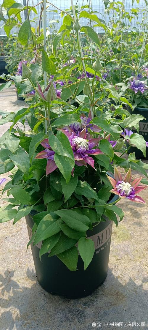 铁线莲最好养品种是哪些？-图3