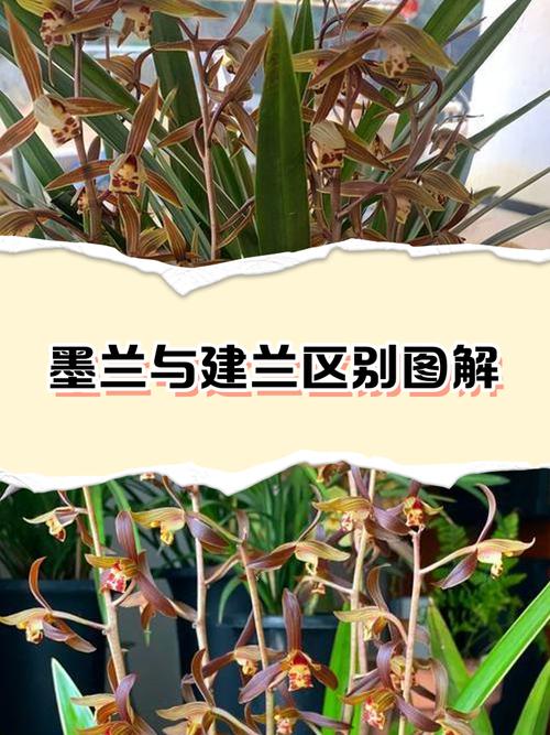 墨兰与建兰，哪个品种更值得养？-图1