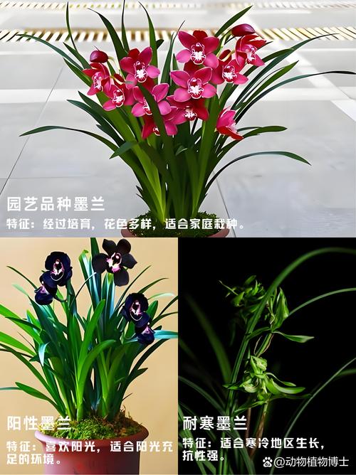 墨兰与建兰，哪个品种更值得养？-图3