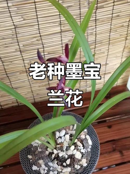 墨兰与建兰，哪个品种更值得养？-图2