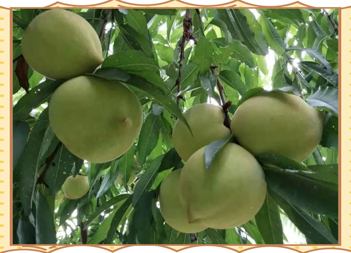 哪种桃品种最有发展前景？-图1