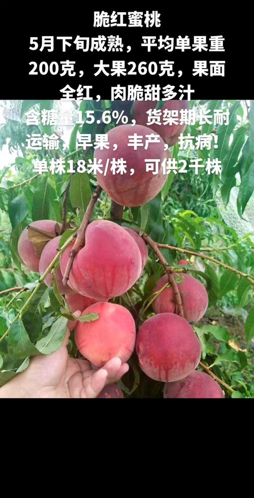 哪种桃品种最有发展前景？-图3