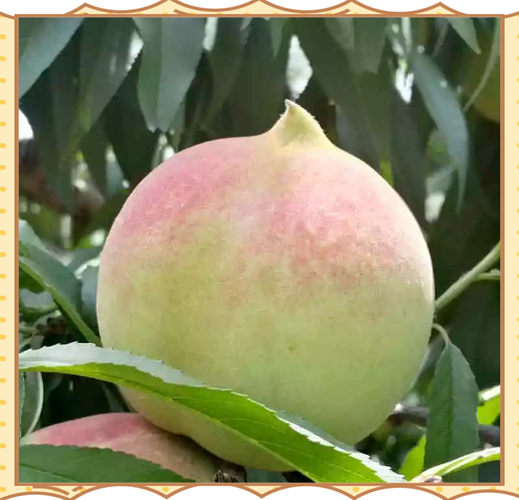 哪种桃品种最有发展前景？-图2