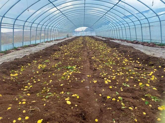 洋芋高产栽培技术视频，如何实现高产？-图1