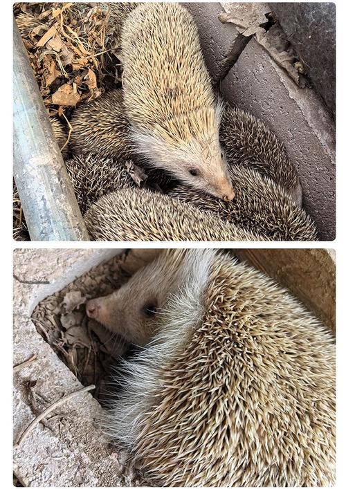 刺猬养殖咋赚钱？销售价格行情如何？-图2