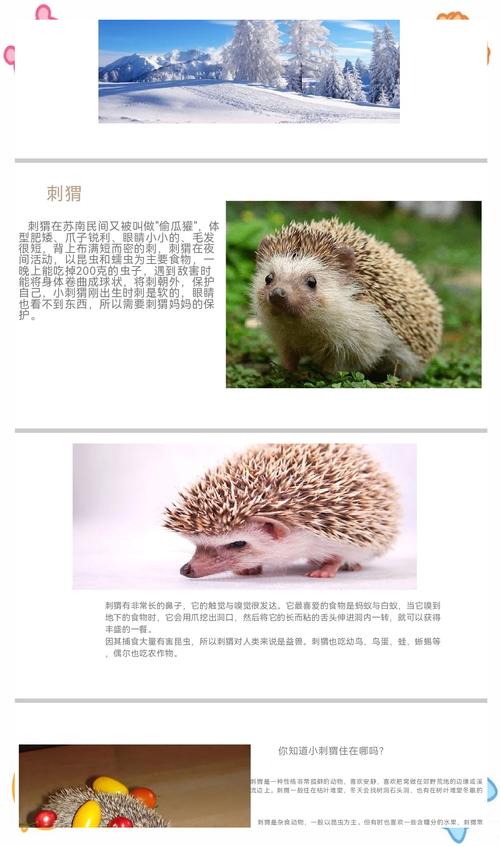 刺猬养殖咋赚钱？销售价格行情如何？-图1