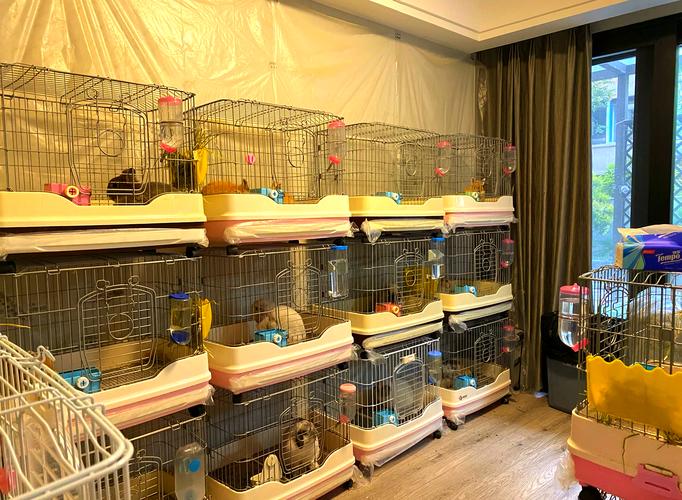 兔舍建造有哪些关键要点？-图2