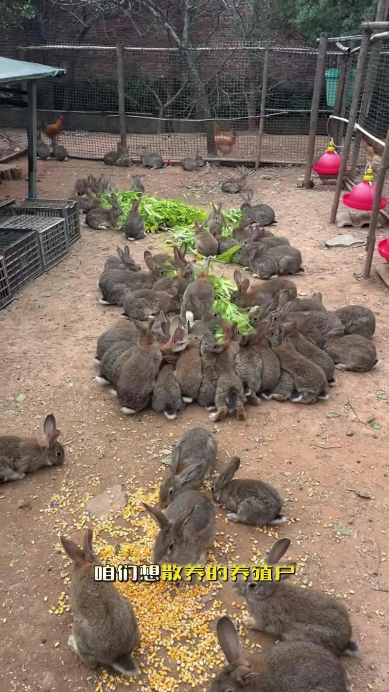 兔舍建造有哪些关键要点？-图1