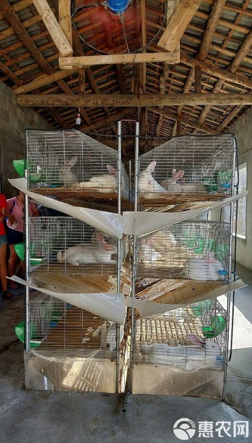 兔舍建造有哪些关键要点？-图3