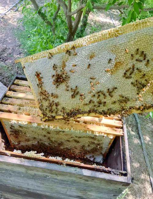 意蜂哪个品种最好？-图1