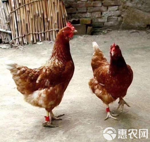 什么鸡产的蛋最好吃？-图1