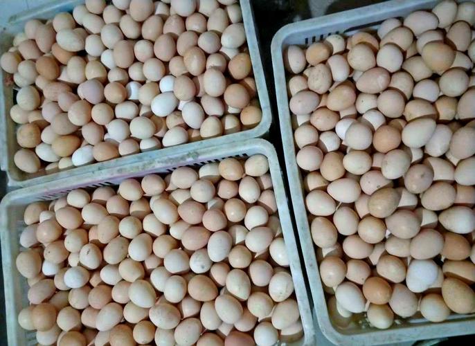 什么鸡产的蛋最好吃？-图3