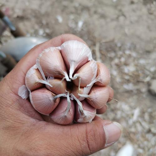 农科院最好大蒜品种是哪个？-图1