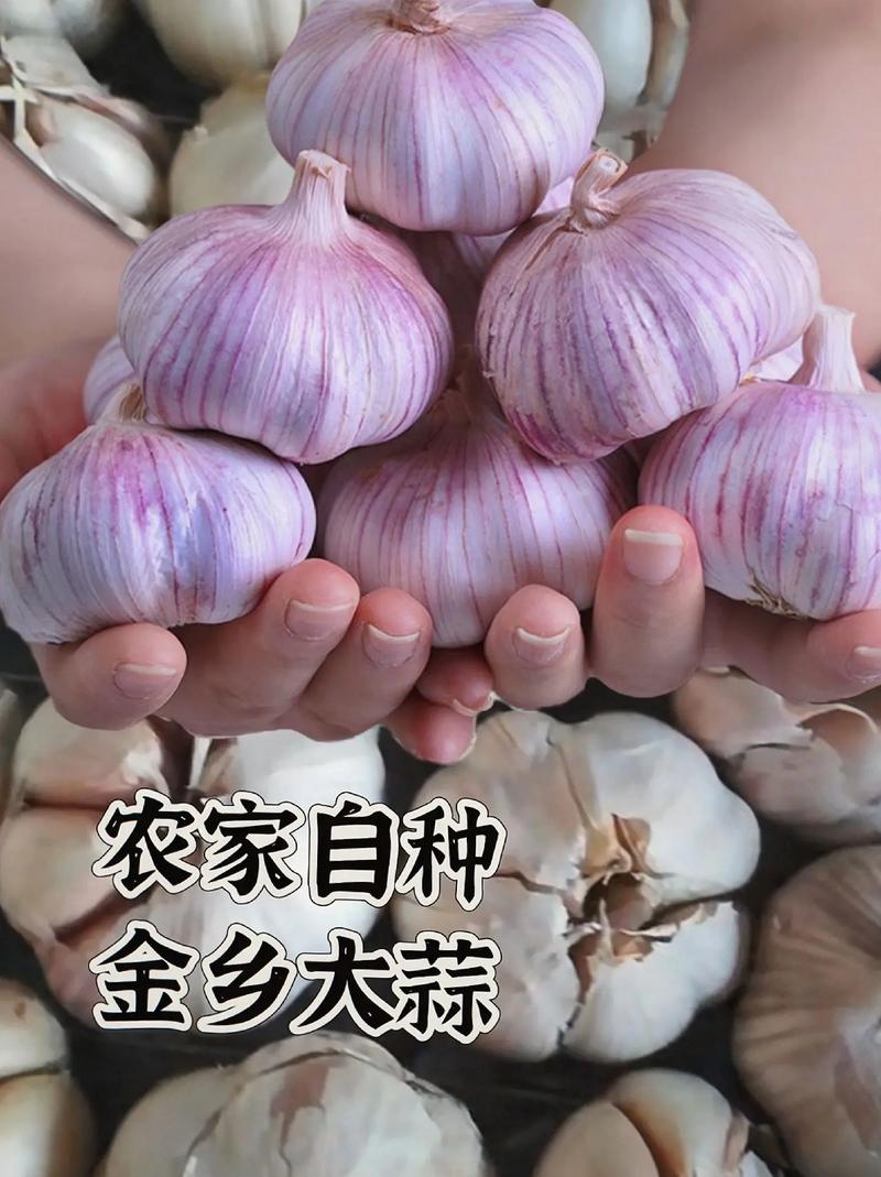 农科院最好大蒜品种是哪个？-图2